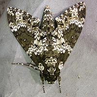 Gas Station Moth