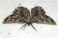 Suicidal Moth Before Death